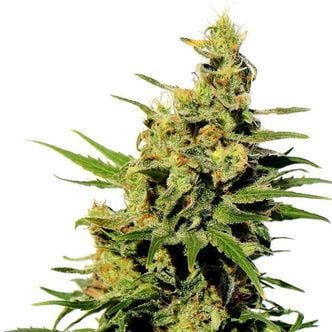 BCN Diesel CBD (Kannabia) feminized