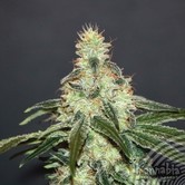Matar&oacute; Blue CBD (Kannabia) feminized