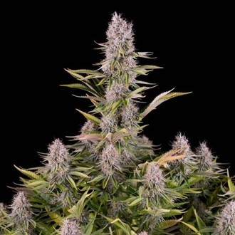 Amnesia Kush (Dinafem) feminisiert