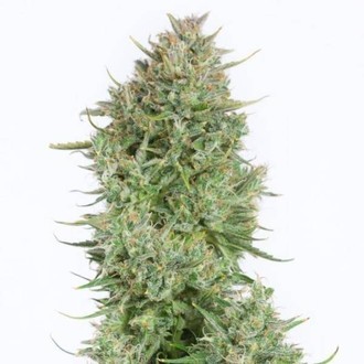 Blue Kush Autoflowering (Dinafem) feminized