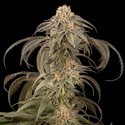 Purple Afghan Kush (Dinafem) feminized