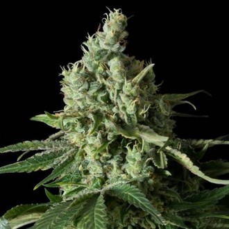 Moby Dick CBD (Dinafem) feminisiert