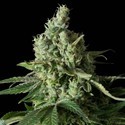 Moby Dick CBD (Dinafem) feminized