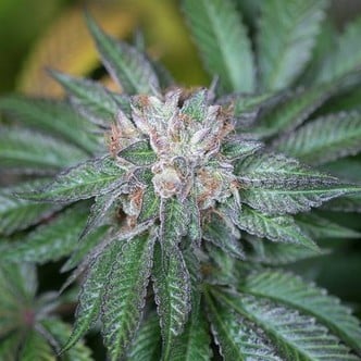 Master Kush (Humboldt Seeds) feminized