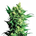 Shiva Shanti 2 (Sensi Seeds) regular