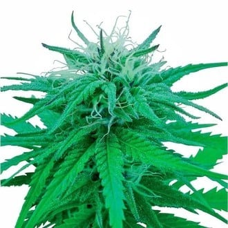 Ruderalis Indica (Sensi Seeds) regular