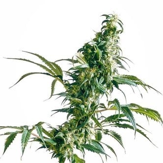 Mexican Sativa (Sensi Seeds) regulär/feminisiert