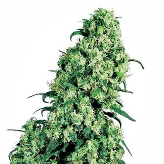 Skunk 1 (Sensi Seeds) regulär