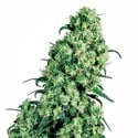 Skunk 1 (Sensi Seeds) regulär