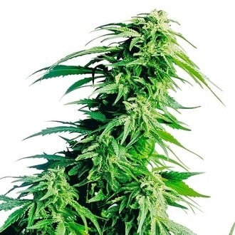 Hindu Kush (Sensi Seeds) regulär