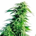 Hindu Kush (Sensi Seeds) regulär