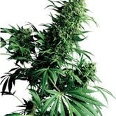 Shiva Shanti (Sensi Seeds) regular