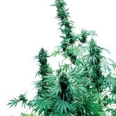 Early Skunk (Sensi Seeds) regular