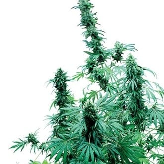 Early Skunk (Sensi Seeds) regulär