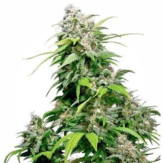 California Indica (Sensi Seeds) regulär