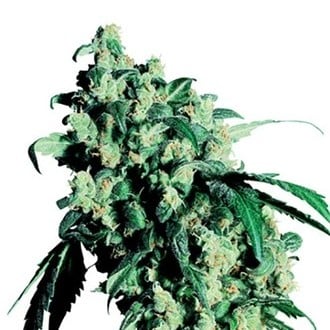 Super Skunk (Sensi Seeds) regulär