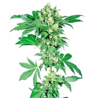 Afghani 1 (Sensi Seeds) regulär