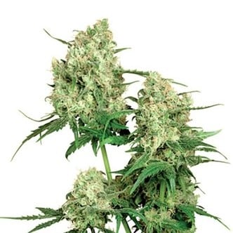 Maple Leaf Indica (Sensi Seeds) regulär