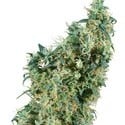 First Lady (Sensi Seeds) regular