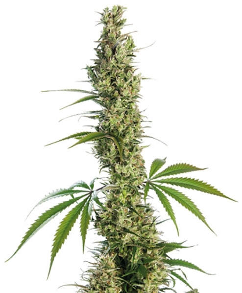 Super Silver Haze Feminisiert (Sensi Seeds)