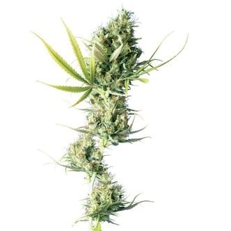 Durban (Sensi Seeds) regulär/feminisiert