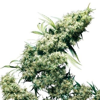 Jamaican Pearl (Sensi Seeds) regular/feminized