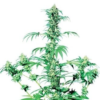 Early Girl (Sensi Seeds) regular