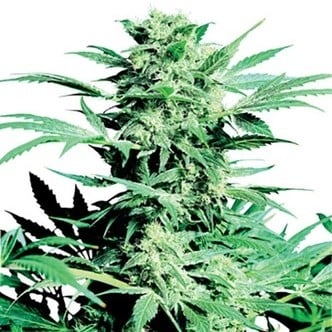 Shiva Skunk (Sensi Seeds) regulär