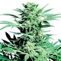 Shiva Skunk (Sensi Seeds) regular