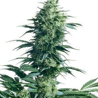 Mother's Finest (Sensi Seeds) regulär