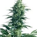 Mother's Finest (Sensi Seeds) regulär