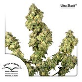 Ultra Skunk (Dutch Passion) feminized