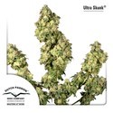 Ultra Skunk (Dutch Passion) feminized