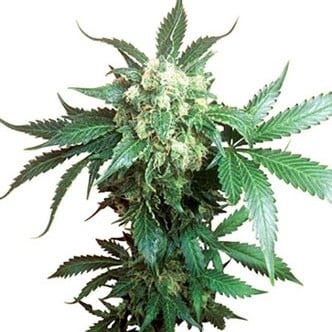 Black Domina (Sensi Seeds) regulär