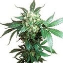 Black Domina (Sensi Seeds) regulär