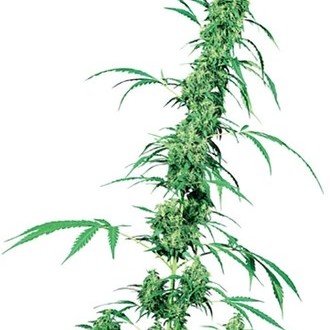 Fruity Juice (Sensi Seeds) regulär