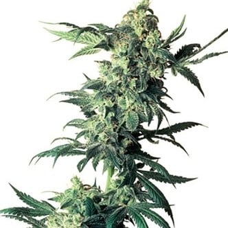 Northern Lights (Sensi Seeds) regulär