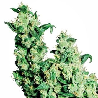 Jack Herer (Sensi Seeds) regulär