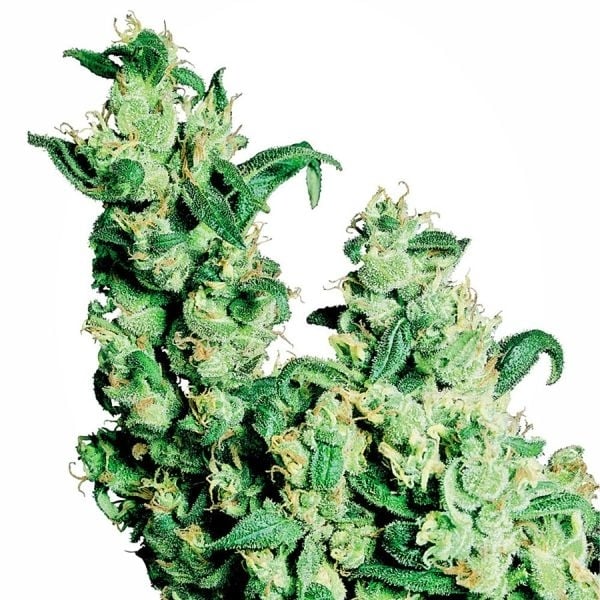 Jack Herer Seeds Cannabis Review