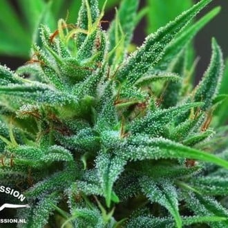 Passion 1 (Dutch Passion) feminisiert