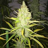 Chicle (T.H. Seeds) feminized