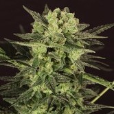 AUTO MK-Ultra&reg; Kush (T.H. Seeds) feminized