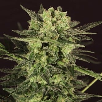 Auto MK-Ultra® Kush (T.H. Seeds) feminisiert