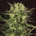 Auto MK-Ultra® Kush (T.H.Seeds) feminisiert