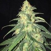 S.A.G.E. CBD (T.H. Seeds) feminized