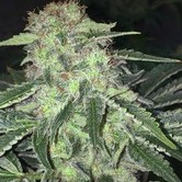 LA S.A.G.E. CBD (T.H. Seeds) feminized