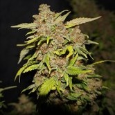 MOB (T.H. Seeds) feminized