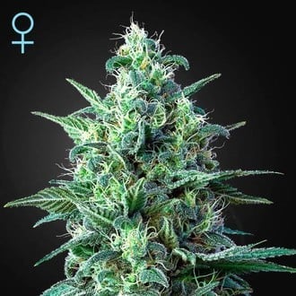 White Widow Auto CBD (Greenhouse Seeds) feminisiert