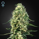 Super Silver Haze CBD (Greenhouse Seeds) feminized