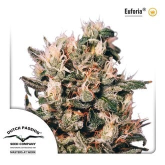 Euforia (Dutch Passion) feminized